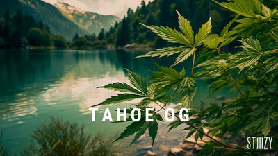 Ultimate Guide to the Tahoe OG Strain