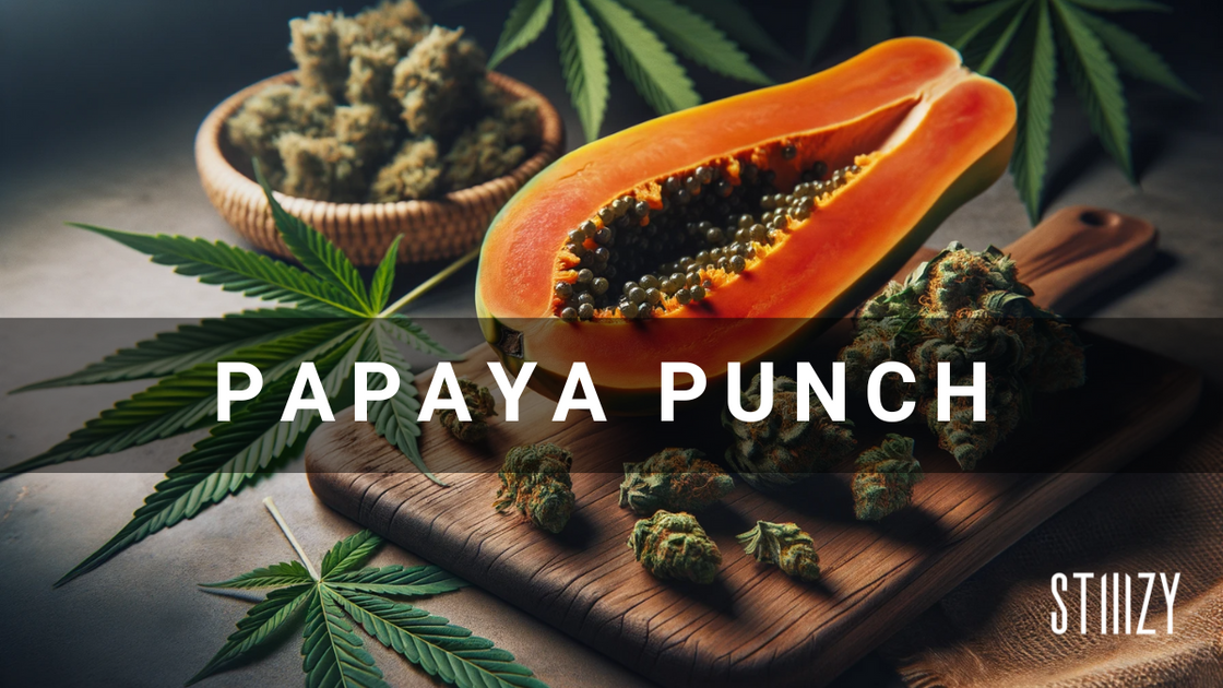 Papaya Punch Strain Cannabis Guide STIIIZY