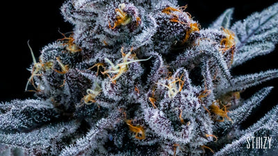Top Shelf Weed: Quality, Potency, and Aroma
