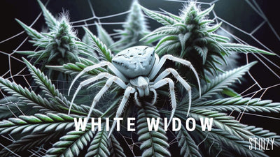 White Widow Strain: Explore the Legacy of this Iconic Hybrid