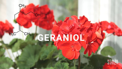 Geraniol: Cannabis Terpene Guide