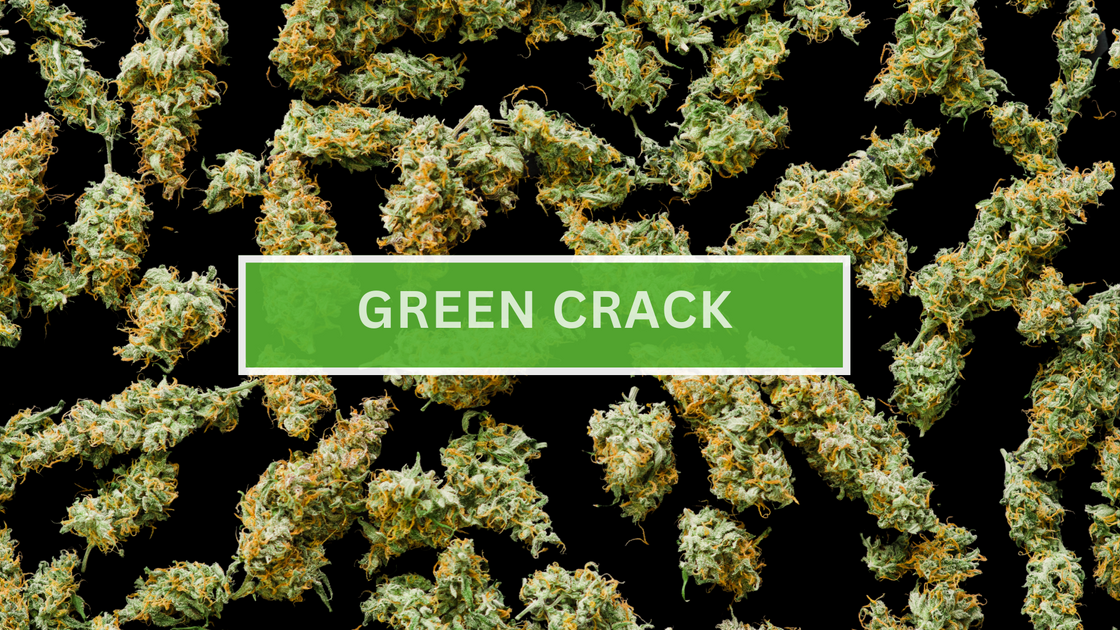Green Crack Strain (aka Green Cush): Genetics, Terpenes, and Growing T – STIIIZY
