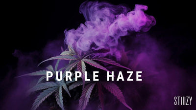 Purple Haze Strain