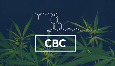 What Is CBC Cannabinoid? Guide to Cannabichromene in Cannabis