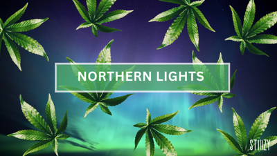 Northern Lights Strain: A Comprehensive and Scientific Cannabis Guide