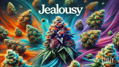 Jealousy Cannabis Strain Guide