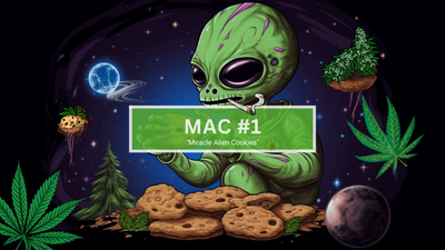 MAC #1 STRAIN: CANNABIS GUIDE
