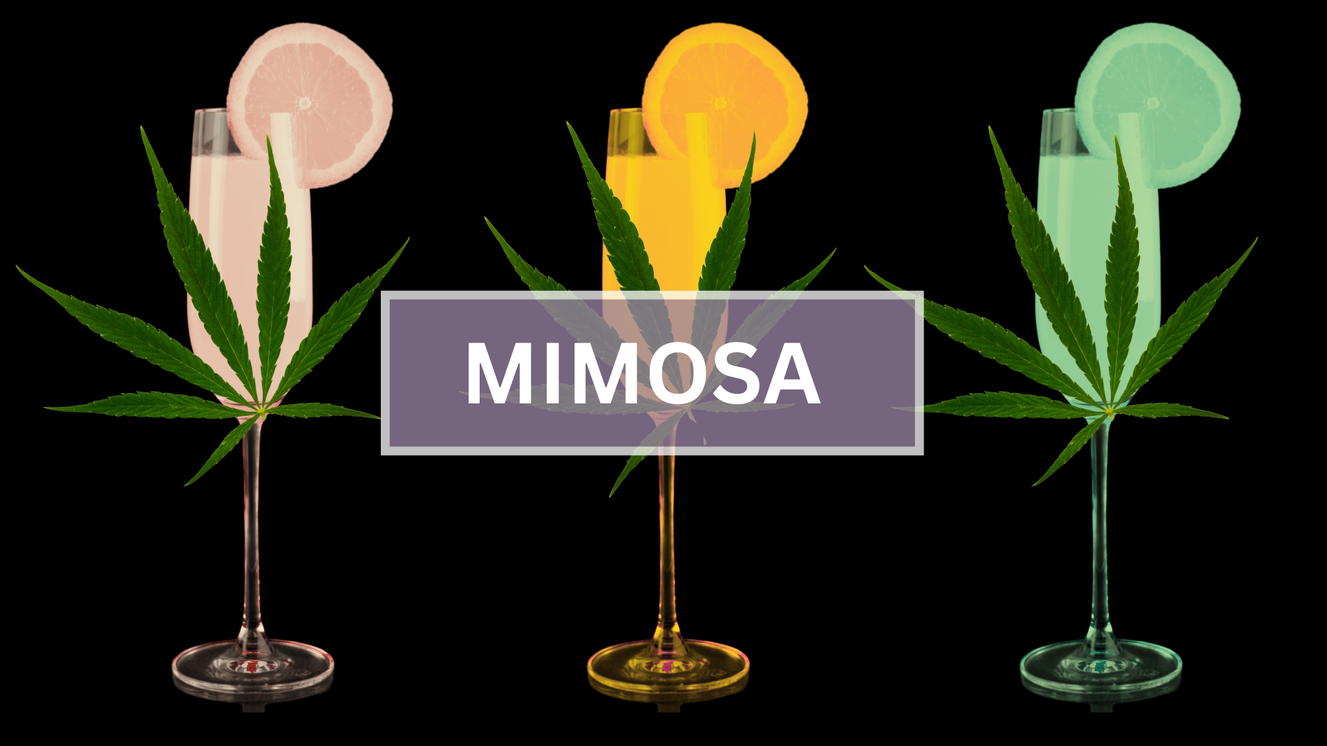 Mimosa Strain Review: From Genetics to Effects – STIIIZY Mimosa Strain Review: From Genetics to Effects – STIIIZY