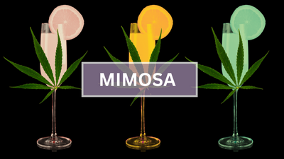 Mimosa Strain Review: From Genetics to Effects