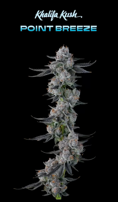 WIZ KHALIFA x STIIIZY “Khalifa Kush (Point Breeze)”
