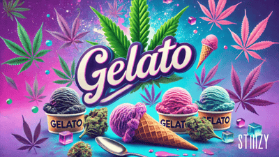 The Gelato Strain: A Creamy Cannabis Superstar