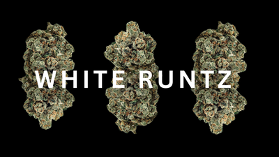 White Runtz Cannabis Strain Guide: Gelato Meets Zkittles
