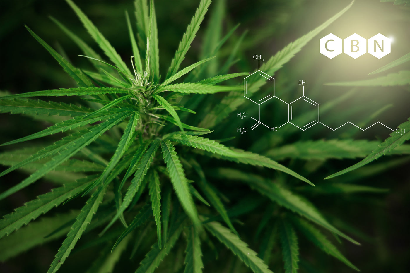 Cannabinol (CBN) is a cannabis compound with many potential benefits.