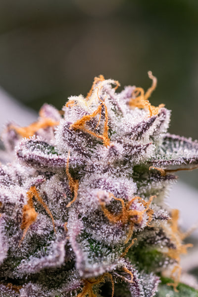 HOW TO CHOOSE THE BEST STRAINS OF WEED