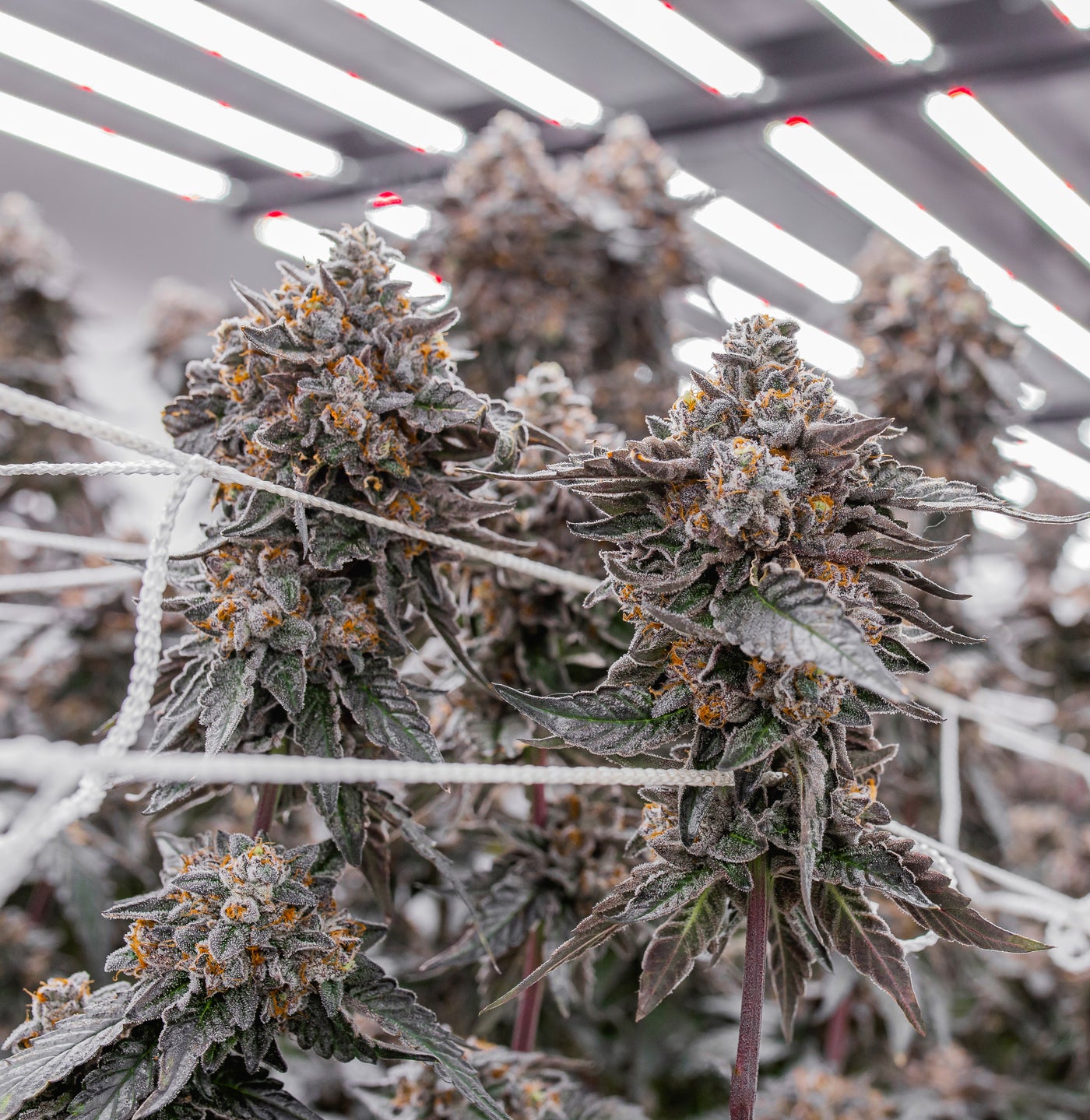 The best cannabis strains grown indoors are properly dried and cured.