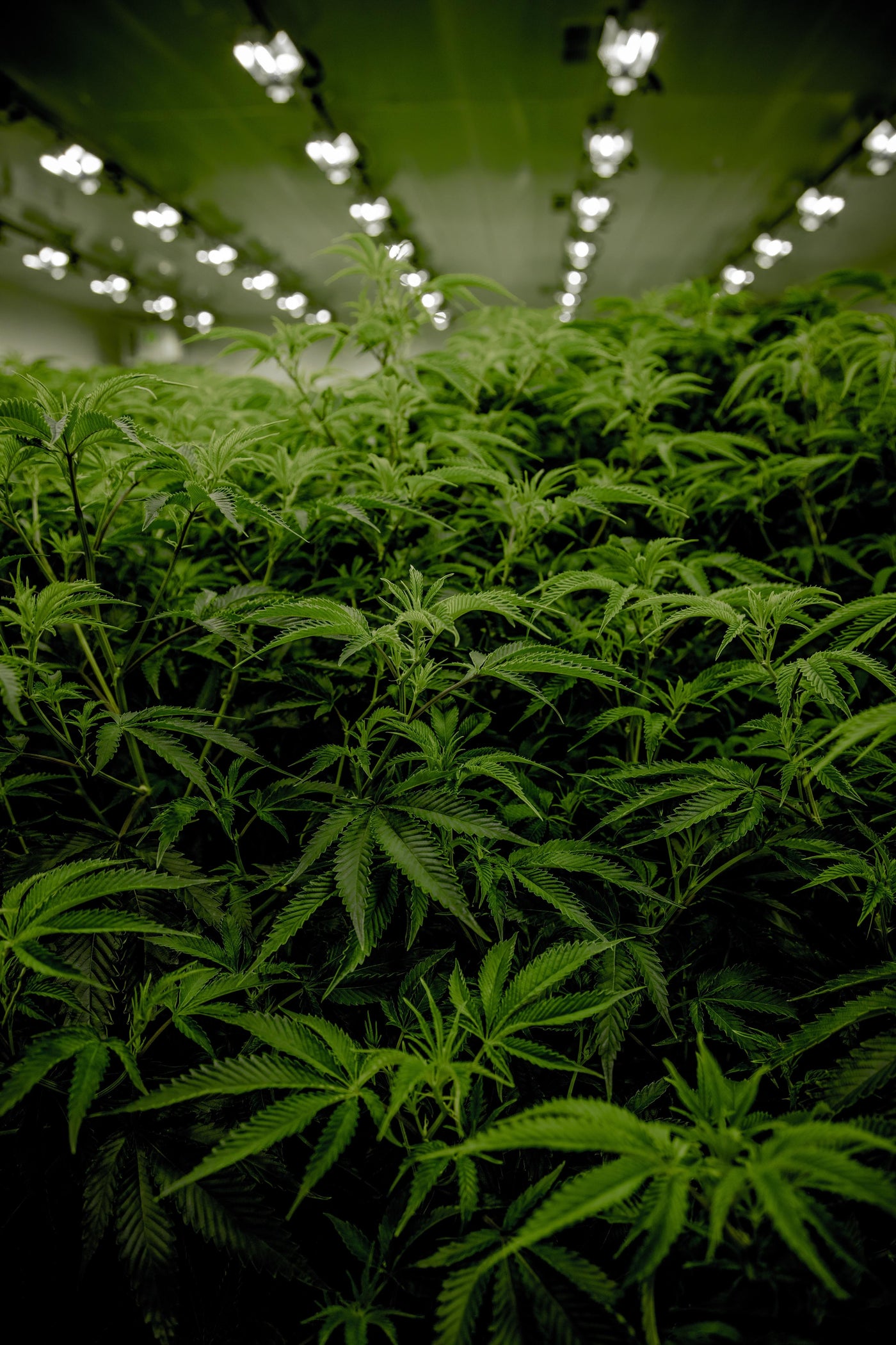 Cannabis flower cultivated and harvested indoors by the pros.