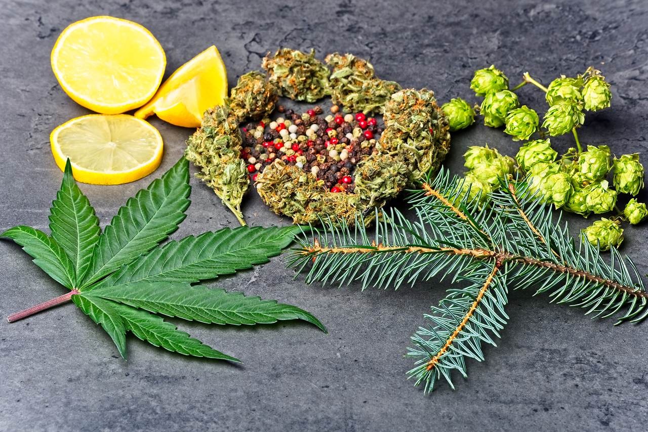 Cannabis terpenes are also found in the hops, peppers, lemons, and pine needles next to cannabis flower on the table.