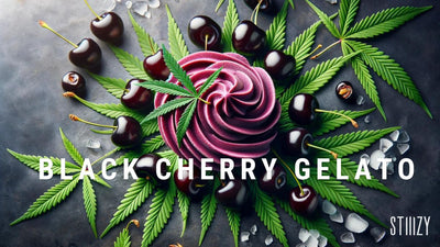 Black Cherry Gelato Strain Guide