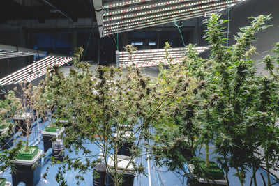 Understanding Cannabis Strains and Genetics