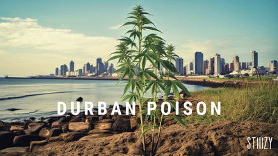Durban Poison: A Legendary Landrace Strain