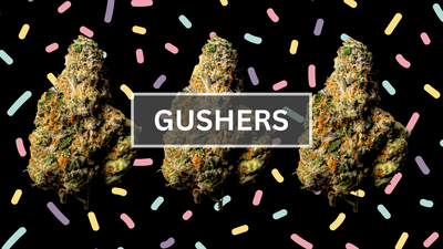 Gushers Cannabis Strain Review: Attributes and Uses