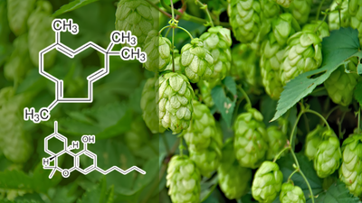 Humulene Terepene: Benefits, Effects, and Strains