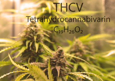 THCV: The “Diet Weed”