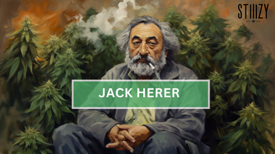 Jack Herer Strain: Cannabis Guide