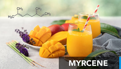 Myrcene Effects to Your Cannabis Experience