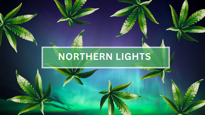 Northern Lights Strain: A Comprehensive and Scientific Cannabis Guide