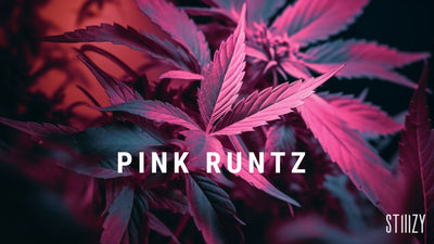 Pink Runtz Strain, The Ultimate Guide