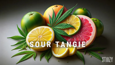 Citrus-Powerhouse: Sour Tangie Strain Review & Guide