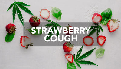 Strawberry Cough Strain Guide