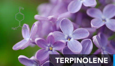 Effects of Terpinolene: A Comprehensive Guide