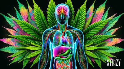 THC Potency vs Terpene Profile: What Matters More?