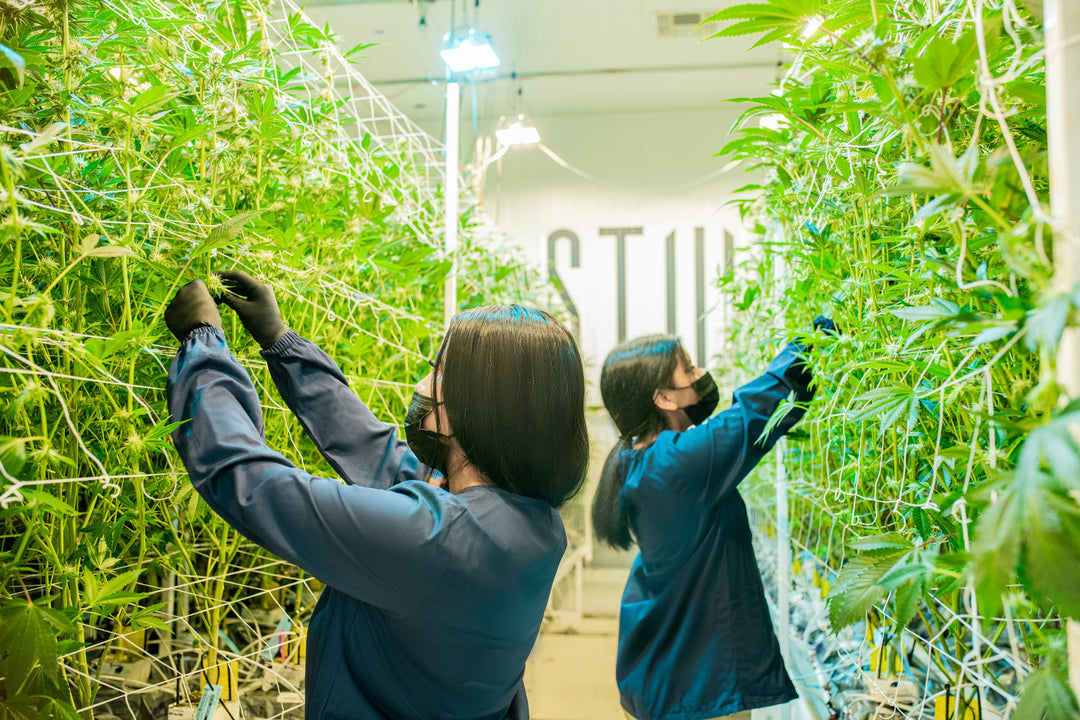 STIIIZY Job Openings | Careers at Stiiizy